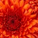 chrysanthemum-windows-7-vista-and-xp-picks-27752311-1024-768
